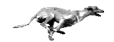 Honden plaatjes Hazewind honden 