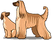 Honden plaatjes Hazewind honden 