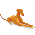 Honden plaatjes Hazewind honden Hazewind Hond