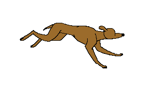 Honden plaatjes Hazewind honden 
