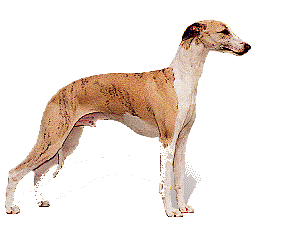 Honden plaatjes Hazewind honden 