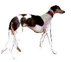 Honden plaatjes Hazewind honden 