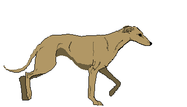 Honden plaatjes Hazewind honden 