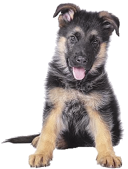 Honden plaatjes Herdershond 