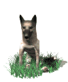 Honden plaatjes Herdershond 