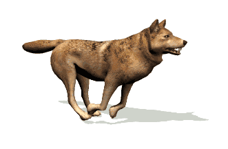 Honden plaatjes Herdershond 
