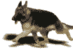 Honden plaatjes Herdershond 