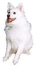 Honden plaatjes Herdershond 