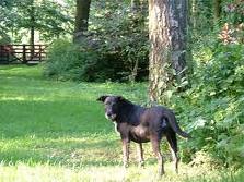 Honden plaatjes Hollandse herder 