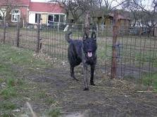 Honden plaatjes Hollandse herder 