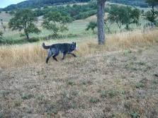 Honden plaatjes Hollandse herder 