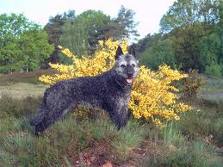 Honden plaatjes Hollandse herder 