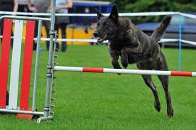 Honden plaatjes Hollandse herder 