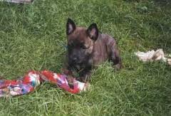 Honden plaatjes Hollandse herder 