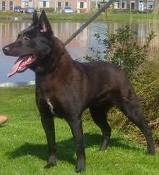 Honden plaatjes Hollandse herder 
