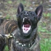 Honden plaatjes Hollandse herder 