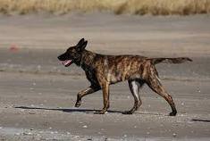 Honden plaatjes Hollandse herder 