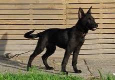 Honden plaatjes Hollandse herder 