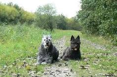 Honden plaatjes Hollandse herder 