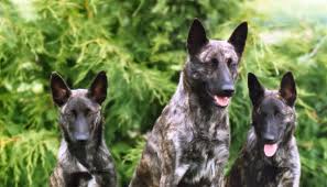 Honden plaatjes Hollandse herder 