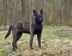 Honden plaatjes Hollandse herder 