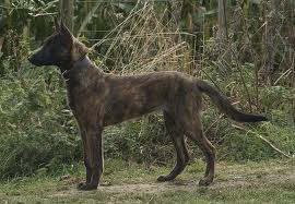 Honden plaatjes Hollandse herder 