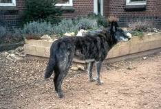 Honden plaatjes Hollandse herder 