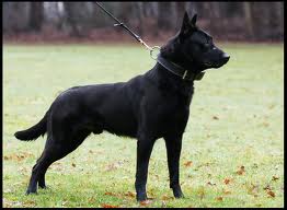 Honden plaatjes Hollandse herder 