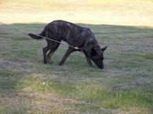 Honden plaatjes Hollandse herder 