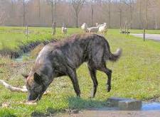 Honden plaatjes Hollandse herder 