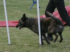 Honden plaatjes Hollandse herder 