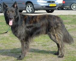 Honden plaatjes Hollandse herder 