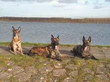 Honden plaatjes Hollandse herder 