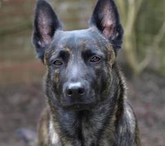 Honden plaatjes Hollandse herder 