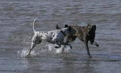 Honden plaatjes Hollandse herder 
