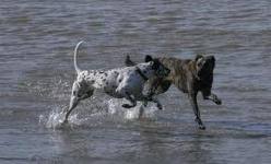 Honden plaatjes Hollandse herder 