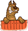 Honden plaatjes Honden grappig 