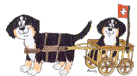 Honden plaatjes Honden grappig 