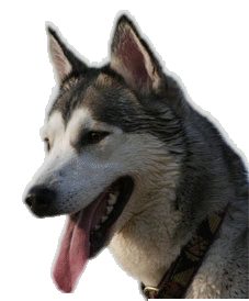 Honden plaatjes Husky 