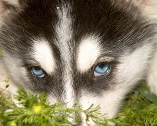 Honden plaatjes Husky 