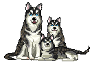 Honden plaatjes Husky 