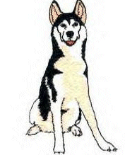 Honden plaatjes Husky 