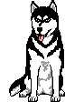 Honden plaatjes Husky 