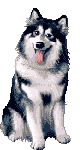 Honden plaatjes Husky 