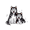 Honden plaatjes Husky 