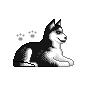 Honden plaatjes Husky Husky, Hond