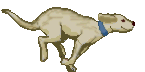 Honden plaatjes Jachthond 