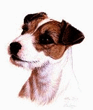 Honden plaatjes Jack russel 