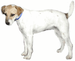 Honden plaatjes Jack russel 