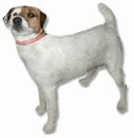 Honden plaatjes Jack russel 